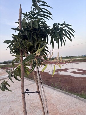   Plot at Ambapuram – for Sale