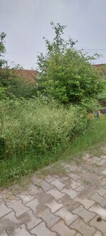 100 Sq.Yd. Plot in Gwalior Road