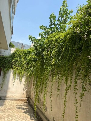 3 BHK Builder Floor – Garden View at Dlf Phase ii - for Rent