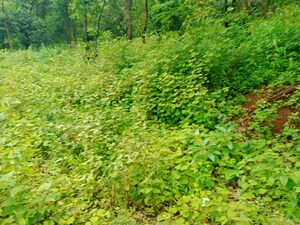  Plot – Garden View at Mulshi - for Sale
