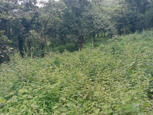 Plot Area in  Plot at Mulshi – for Sale