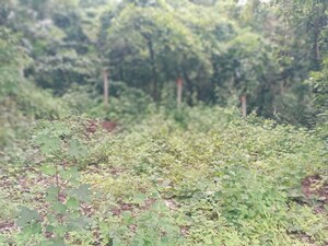  Plot For Sale in Mulshi