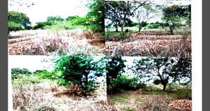  Land – Exterior View View at Naidupet - for Sale