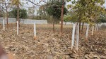 453 Sq.Yd. Plot in Batasingaram