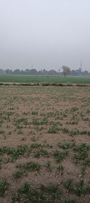  Land For Sale in Jind ho
