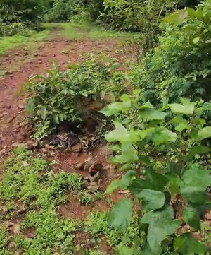 Plot Area in  Land at Harihareshwar – for Sale