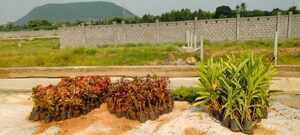Plot Area in  Plot at Lankelapalem – for Sale