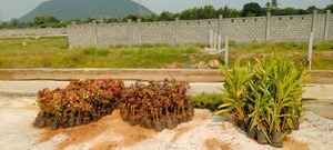 Plot Area in  Plot at Lankelapalem – for Sale