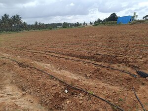 Plot Area in  Plot at Avalapalli – for Sale