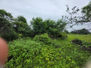 Plot Area in  Land at Sindewahi – for Sale