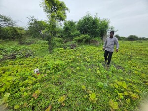 Plot Area in  Land at Sindewahi – for Sale