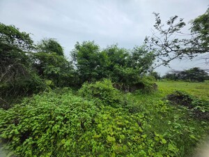 Plot Area in  Land at Sindewahi – for Sale