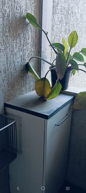 Team Area in 2 BHK Apartment at Goyal Orchid Blues, Shela – for Rent
