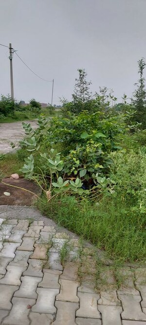 Plot Area in  Plot at Kakraita – for Sale
