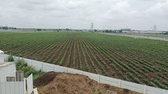 Plot For Sale in Shadnagar
