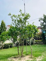 100 Sq.Yd. Plot in Palm Green