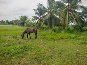   Independent House at Vattigudipadu – for Sale