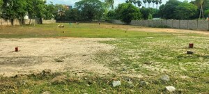 Plot Area in  Land at Arepalle – for Sale