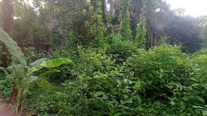  Plot – Garden View at Kolkatta Gpo - for Sale