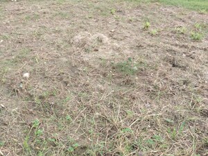 Plot Area in  Plot at Sherpur – for Sale