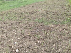 Plot Area in  Plot at Sherpur – for Sale