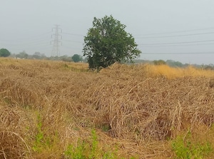 Plot Area in  Plot at Boirdadar – for Sale