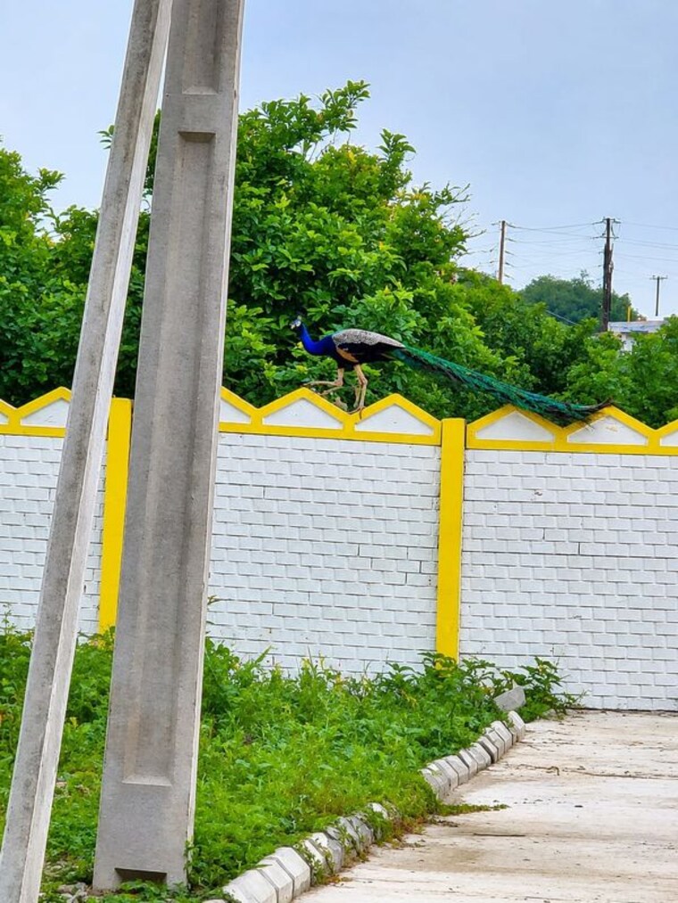Garden, atmakur  150 Sq.Yd. Plot In Atmakur Sadashivpet 10724051
