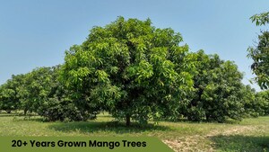  Plot For Sale in Arambakkam