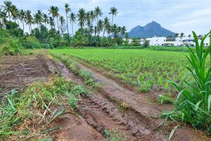 Plot Area in  Land at Thudiyalur – for Sale