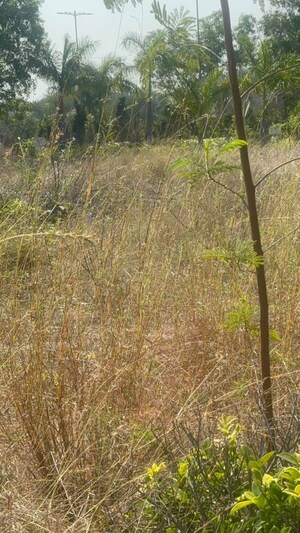  Plot – Garden View at Kunchanapalli - for Sale