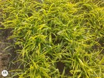 1 Acre Land in TT RS Colony