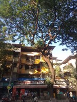 1 BHK +  600 Sq.Ft. Apartment in Rosario CHS