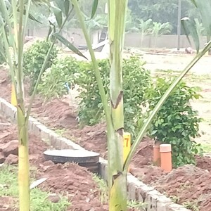   Land at Dabbanda – for Sale