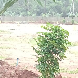 Plot Area in  Land at Dabbanda – for Sale