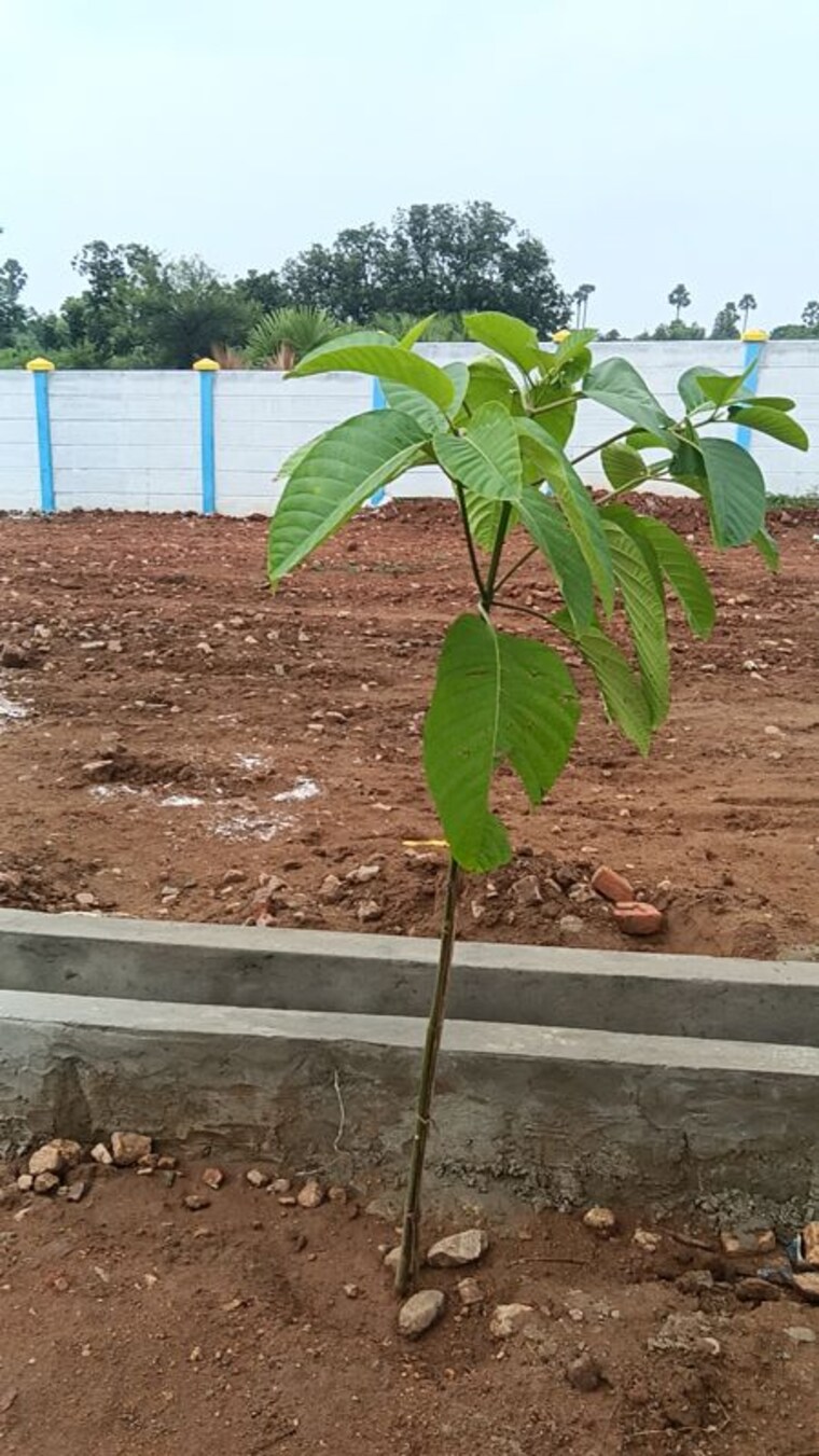undefined, peddipalem  133 Sq.Yd. Plot In Peddipalem Vizag 10736813