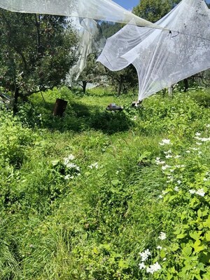  Plot – Garden View at Naldehra - for Sale