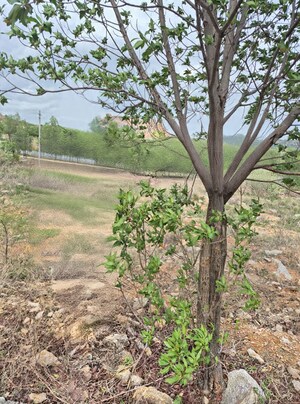 Plot Area in  Land at Piglipur – for Sale