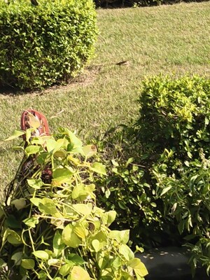  Plot – Garden View at Vasundhara Smart City, Sujroo - for Sale