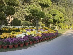 1 BHK Apartment – Garden View at Central Park II-Belgravia Resort Residences, Sector 48 - for Rent