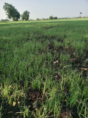 Plot Area in  Plot at Shri Swasti Greens, Paliya Haider – for Sale