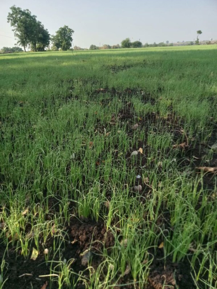 undefined, shri-swasti-greens  1000 Sq.Ft. Plot In Paliya Haider Indore 10762090