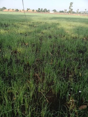 Plot Area in  Plot at Shri Swasti Greens, Paliya Haider – for Sale