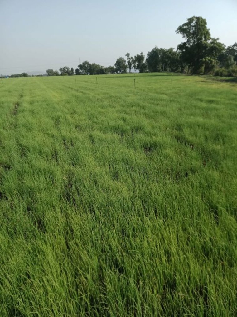 Garden, shri-swasti-greens  1000 Sq.Ft. Plot In Paliya Haider Indore 10762090