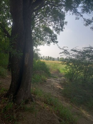 Plot Area in  Plot at Sector 77 – for Sale