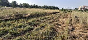  Plot For Sale in Pahal