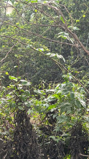  Land – Garden View at Doddakammanahalli - for Sale