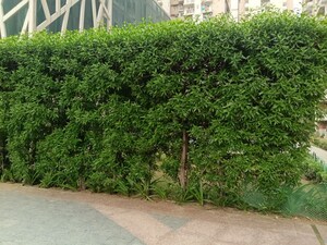 2.5 BHK Apartment – Garden View at Mahagun My Woods, Sector 16c Greater Noida - for Rent