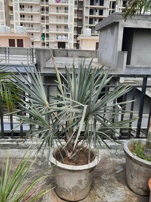 Balcony in 3 BHK Builder Floor at Motia Blue Ridge, Dhakoli – for Sale