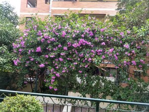 Balcony in 4 BHK Builder Floor at Mahatma Gandhi Road – for Rent