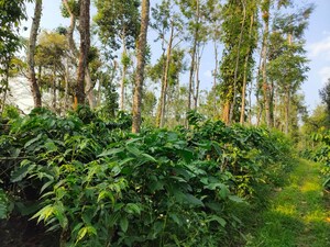 Land For Sale in Channarayapatna
